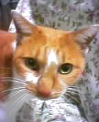 �P�C�����