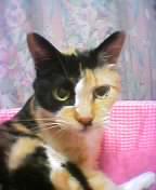 �Z�N�V�[�E�s�[